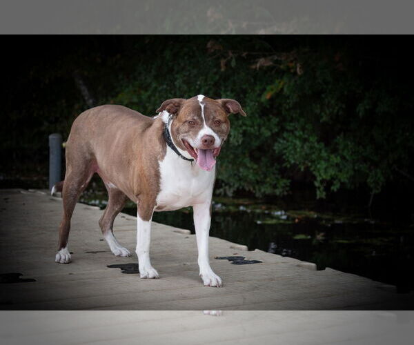 Medium Photo #15 Mutt Puppy For Sale in Woodbury, NY, USA