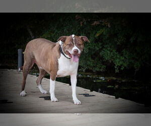 FERGAL aka RAMBO - Male Mutt Dog for Adoption - Photo #15