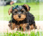 Small #2 Yorkshire Terrier