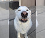 Small #3 Great Pyrenees