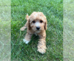 Small #4 Goldendoodle (Miniature)