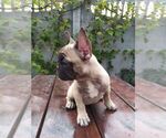 Small Photo #7 French Bulldog Puppy For Sale in HOLLYWOOD, CA, USA