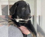 Small #1 Australian Shepherd-Great Pyrenees Mix