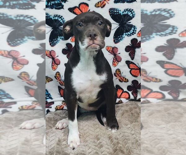 Medium Photo #2 Boxador Puppy For Sale in Wetumpka, AL, USA
