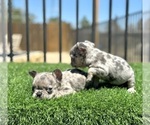 Small #4 French Bulldog