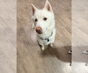 Father of the Siberian Husky-Unknown Mix puppies born on 05/02/2026