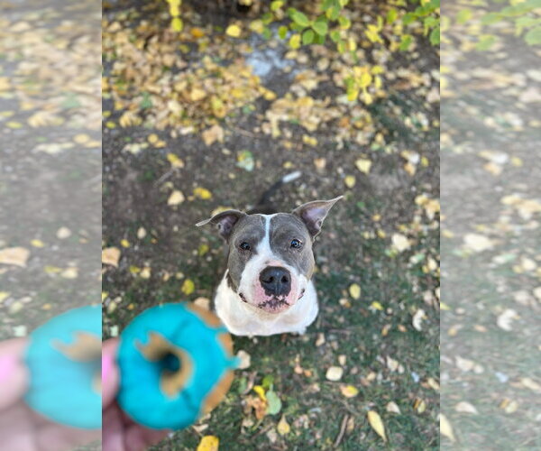 Medium Photo #4 Mutt Puppy For Sale in Fort Collins, CO, USA