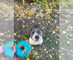 Luna - Female Mutt Dog for Adoption - Photo #4
