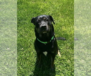 Shepweiller Dogs for adoption in Osgood, IN, USA