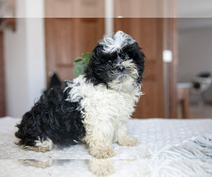 Medium ShihPoo