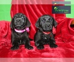 Small Photo #9 Goldmaraner Puppy For Sale in LIVE OAK, FL, USA
