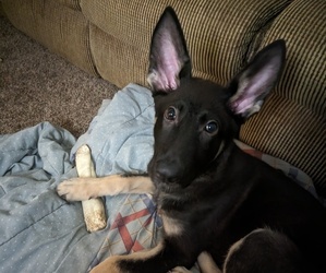 German Shepherd Dog Puppy for sale in LE ROY, NY, USA