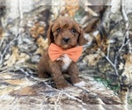 Small #6 Cavapoo (Miniature)