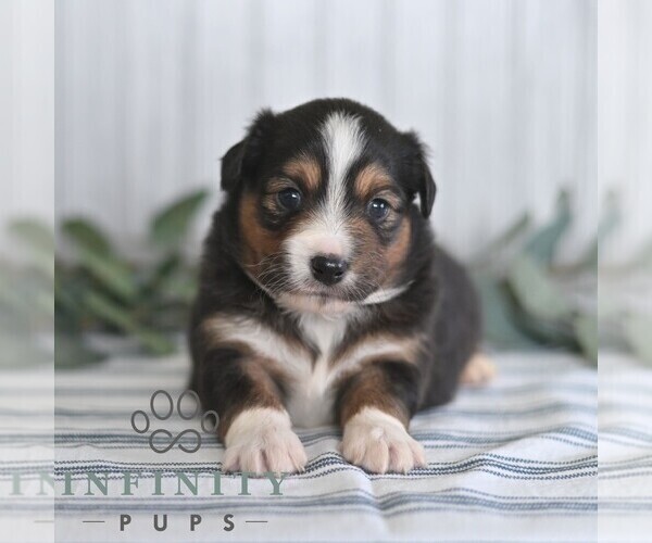 Medium Photo #4 Miniature Australian Shepherd Puppy For Sale in REBERSBURG, PA, USA