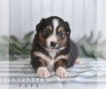 Small #3 Miniature Australian Shepherd