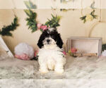 Small Photo #6 Zuchon Puppy For Sale in WARSAW, IN, USA