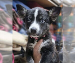 Siberian Husky-Unknown Mix Dogs for adoption in Matawan, NJ, USA