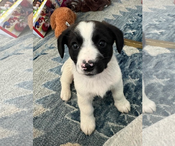 Medium Photo #1 Australian Shepherd-Unknown Mix Puppy For Sale in pomfret, CT, USA