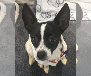 Chihuahua-Unknown Mix Dogs for adoption in Corona, CA, USA