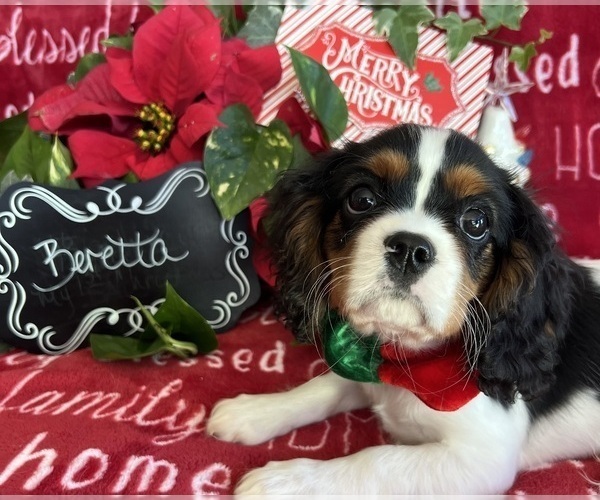 Medium Photo #6 Cavalier King Charles Spaniel Puppy For Sale in ABILENE, TX, USA