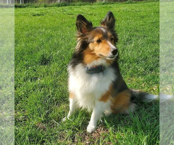 Medium Photo #1 Mutt Puppy For Sale in Dublin, OH, USA
