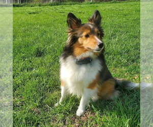 Mutt Dogs for adoption in Dublin, OH, USA