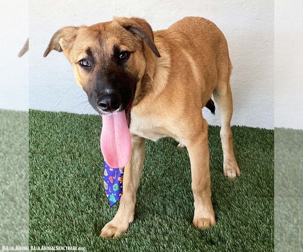 Medium Photo #2 Black Mouth Cur-Unknown Mix Puppy For Sale in San Diego, CA, USA