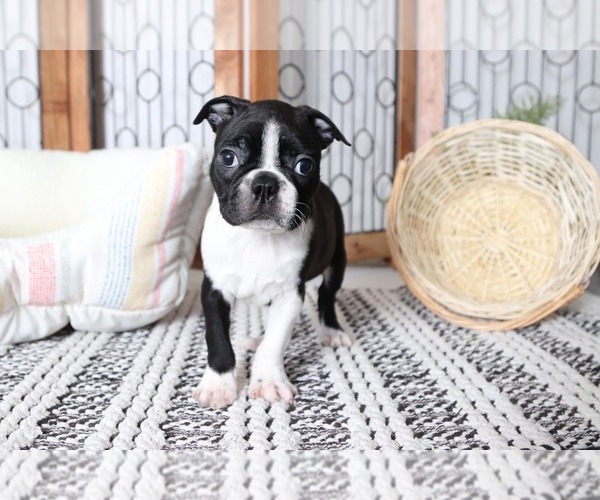 View Ad Boston Terrier Puppy for Sale near Florida