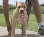 Puppy Hunter Green American Bully
