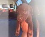 Small #1 Labrador Retriever Mix