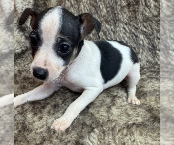 Medium Photo #2 Rat Terrier Puppy For Sale in WHITAKERS, NC, USA
