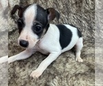 Small #1 Rat Terrier