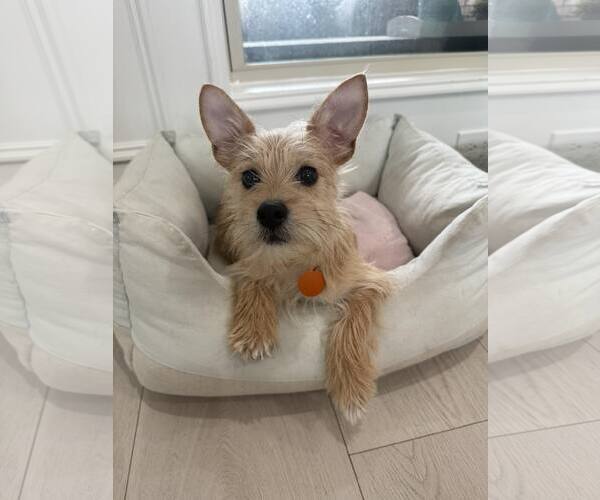 Medium Photo #3 Mutt Puppy For Sale in Katy, TX, USA