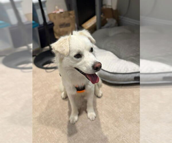 Medium Photo #8 Cocker Spaniel-Huskies  Mix Puppy For Sale in Lake Forest, CA, USA