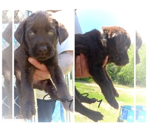 Labrador Retriever Puppy for sale in AUGUSTA, GA, USA