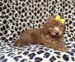 Small #3 Goldendoodle (Miniature)