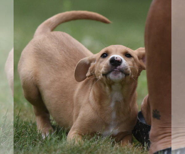 Medium Photo #2 Labrador Retriever-Unknown Mix Puppy For Sale in Mechanicsburg, PA, USA