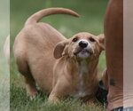 Small #1 Labrador Retriever Mix