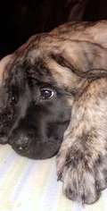 Mastiff Puppy for sale in CARROLLTON, KY, USA