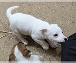 Small #1 Jack Russell Terrier