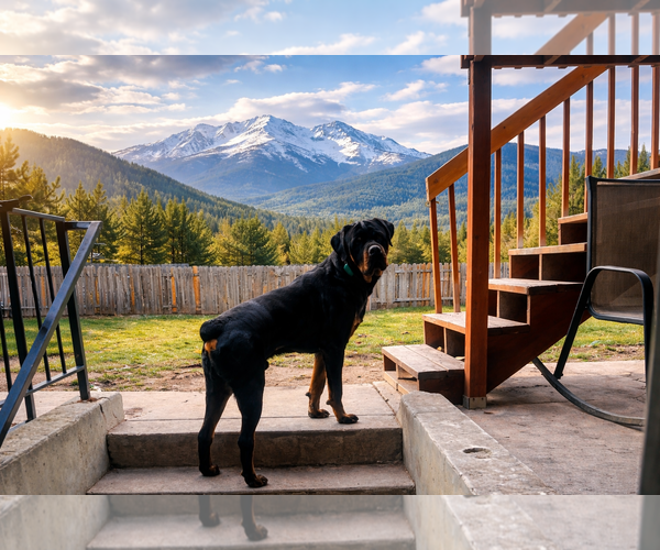 Medium Photo #2 Rottweiler Puppy For Sale in MIDWAY, UT, USA