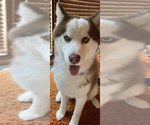 Small Photo #21 Labrador Retriever-Siberian Husky Mix Puppy For Sale in MEM, TN, USA