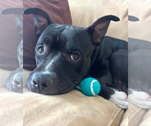 Mutt Dogs for adoption in Rockville, MD, USA