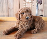 Small Photo #2 Poodle (Toy) Puppy For Sale in HONEY BROOK, PA, USA