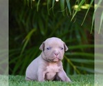 Puppy 10 American Bully