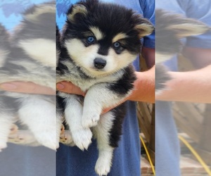 Alaskan Klee Kai Puppy for sale in PRATTVILLE, AL, USA