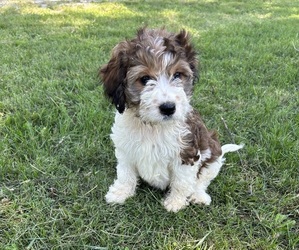 Springerdoodle Puppy for sale in DONNELLSON, IA, USA
