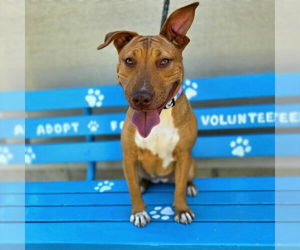 Medium Photo #1 Bull Terrier-Unknown Mix Puppy For Sale in Long Beach, CA, USA