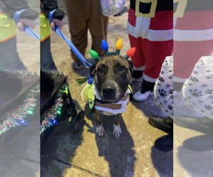 Mutt Dogs for adoption in Foristell, MO, USA