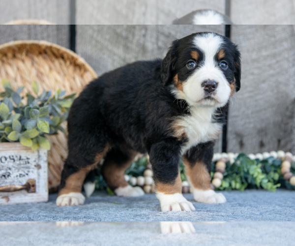 Medium Photo #5 Bernese Mountain Dog Puppy For Sale in SHREVE, OH, USA